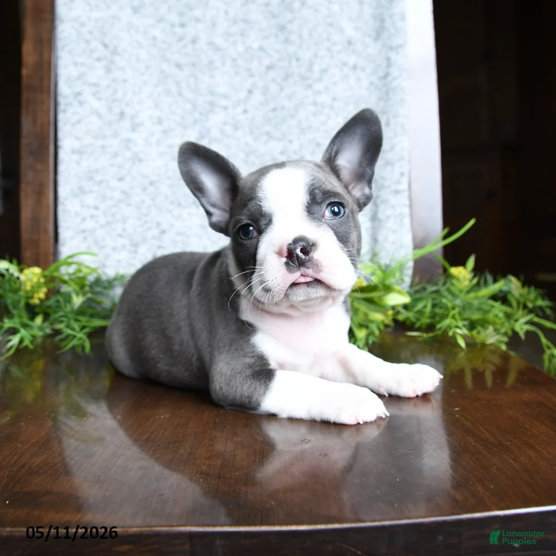 Boston Terrier dogs for sale: Ellie - Ad 2
