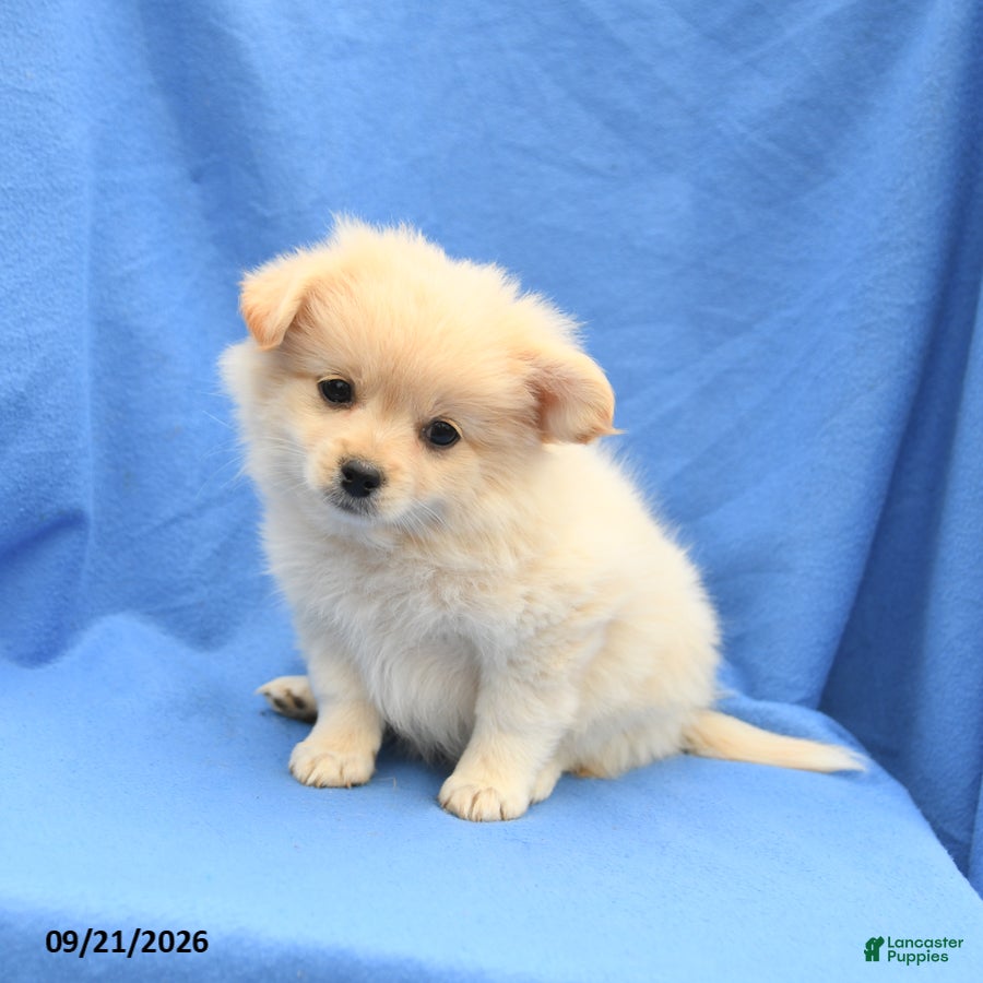 Mixed Breed dogs Greg - Ad 2