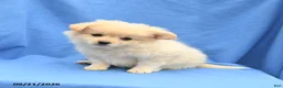 Mixed Breed dogs for sale: Greg - Ad 2