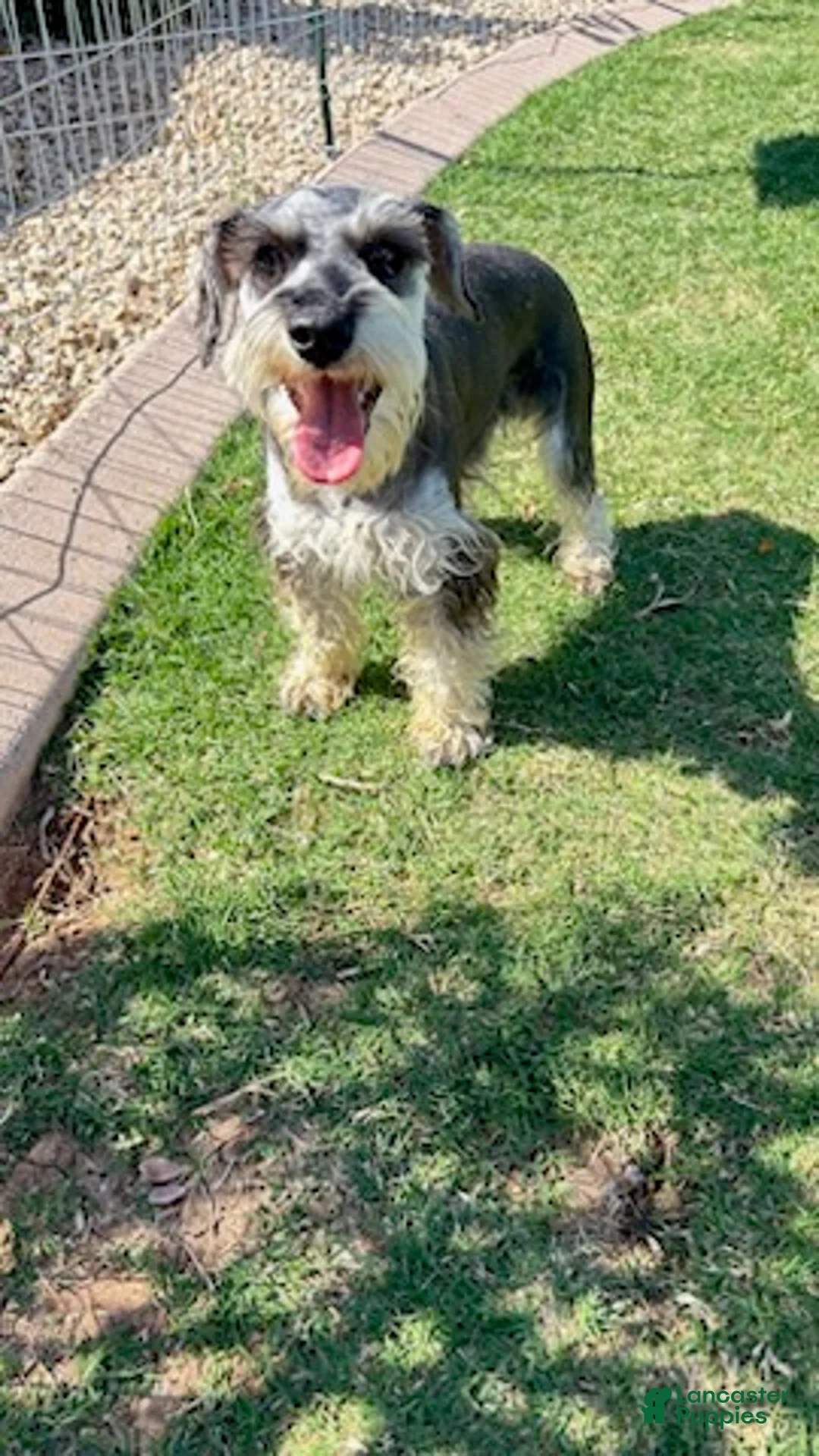 Miniature Schnauzer dogs for sale: Ramsey - Ad 6