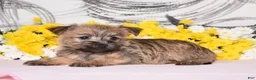 Cairn Terrier dogs for sale: Jilly - Ad 1