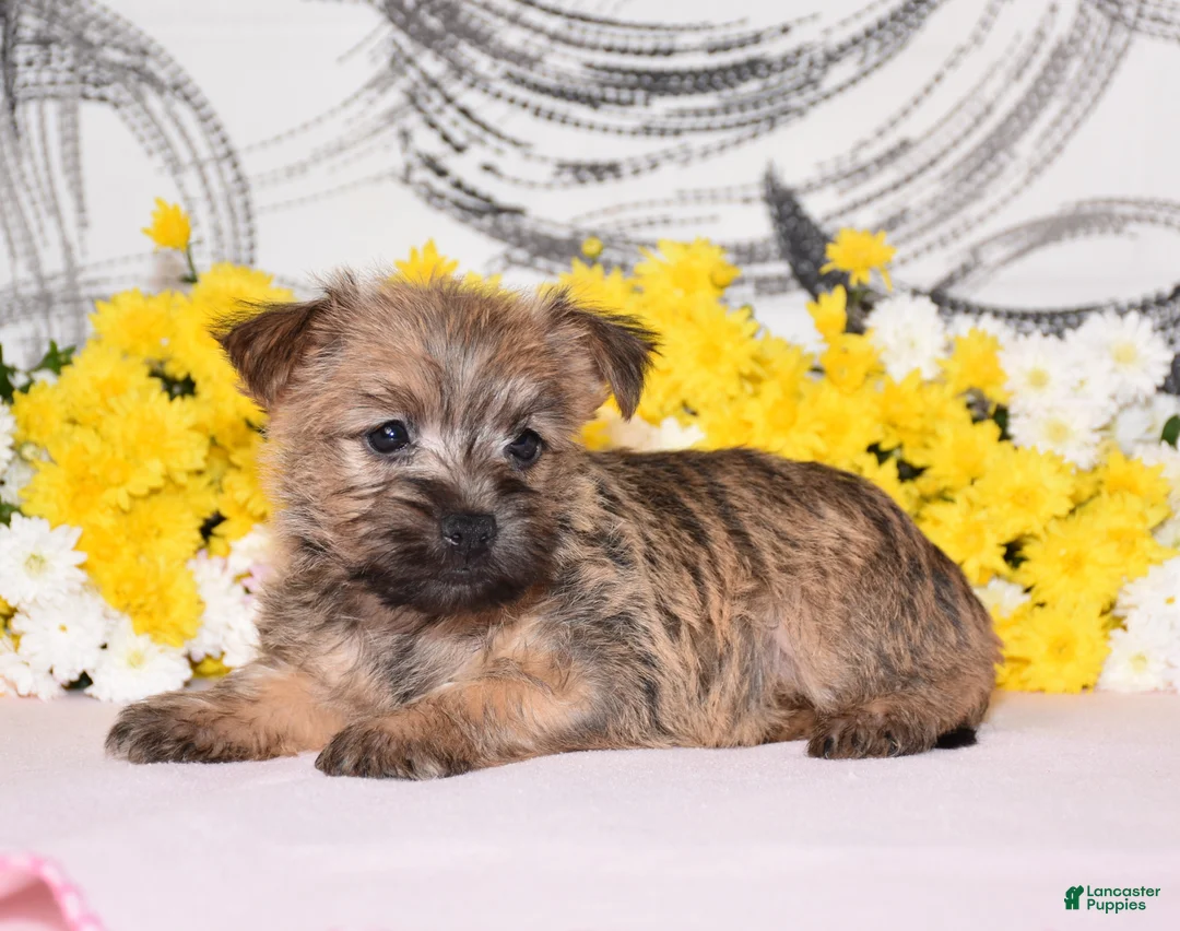 Cairn Terrier dogs for sale: Jilly - Ad 1
