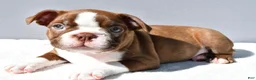 Boston Terrier dogs for sale: Tyson - Ad 5