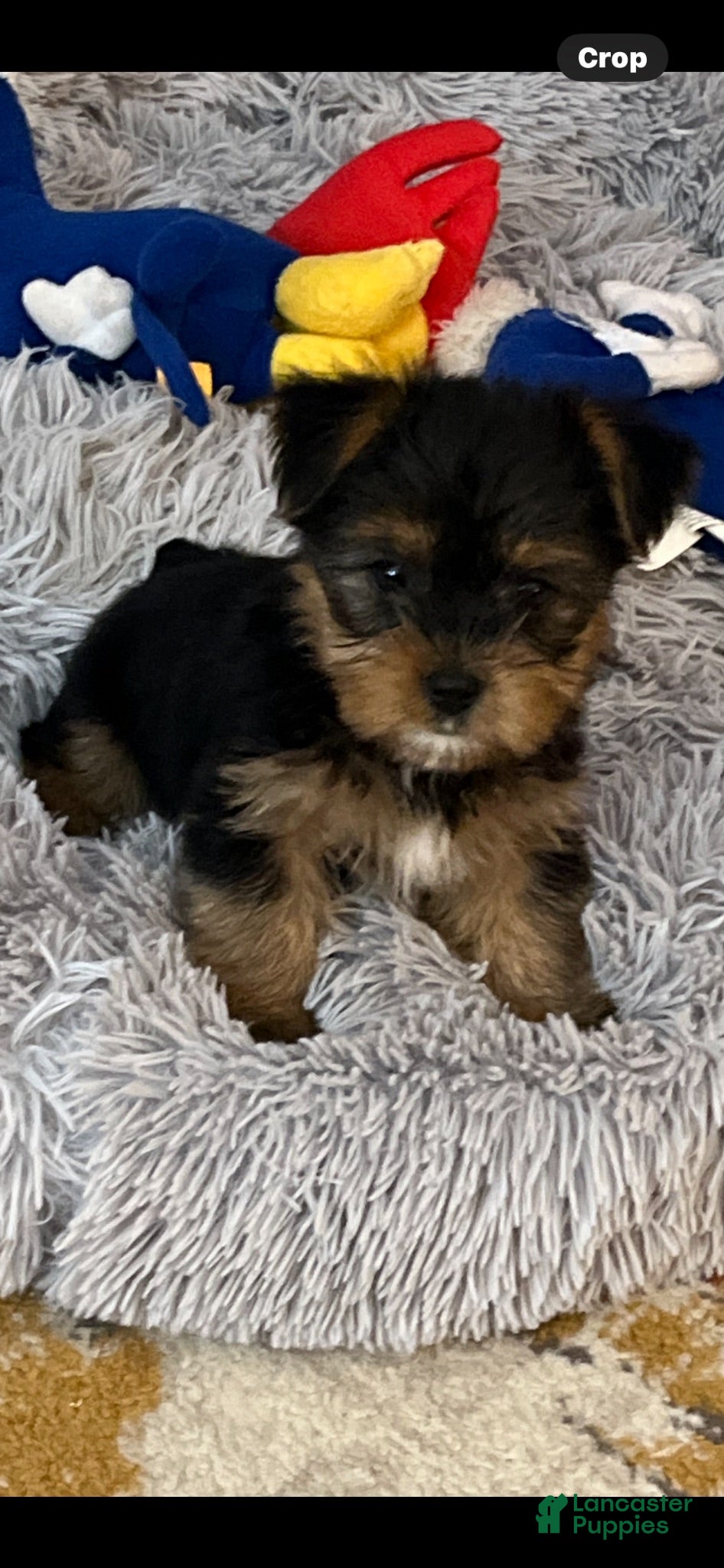 Yorkshire Terrier dogs Paisley - Ad 1