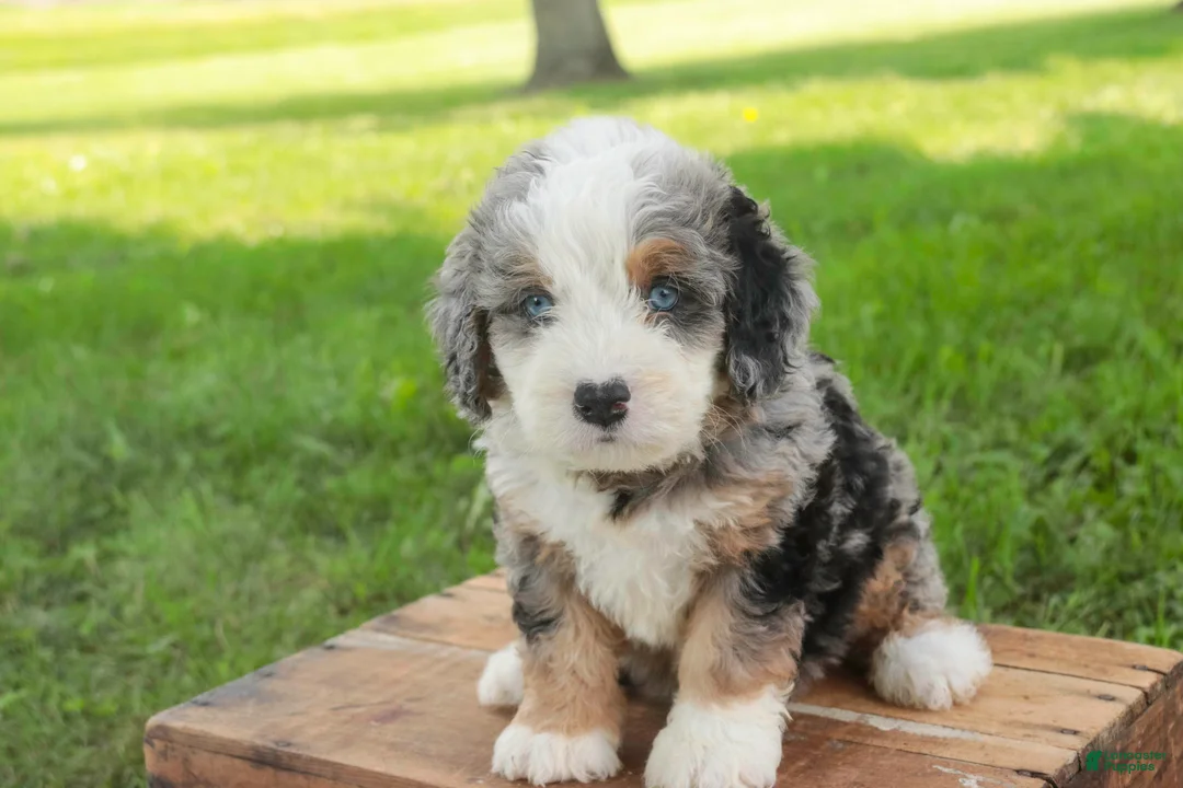 Mini Bernedoodle dogs for sale: Mingo Mini Bernedoodle  - Ad 2