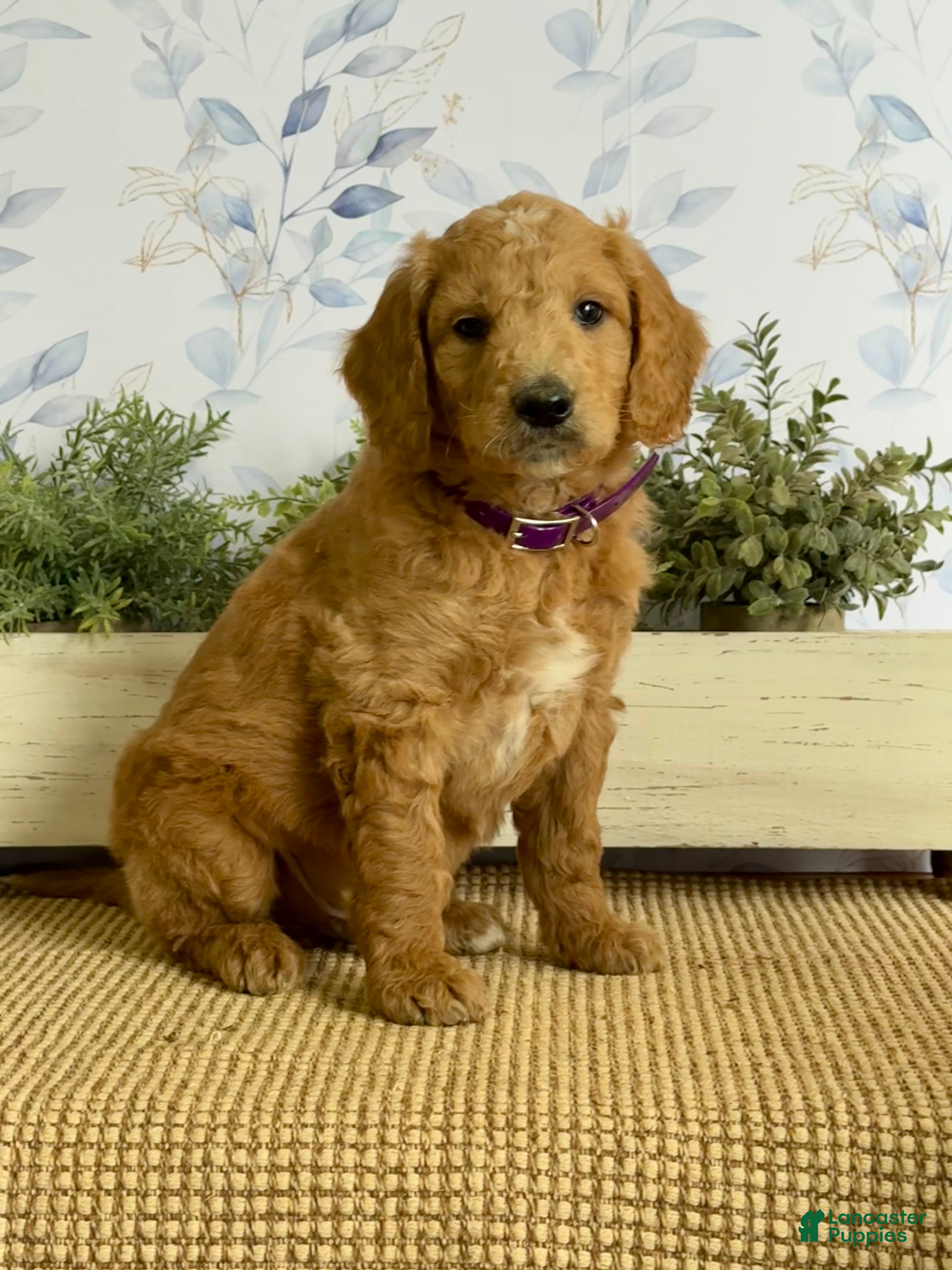 Mixed Breed dogs Kirk - Ad 1