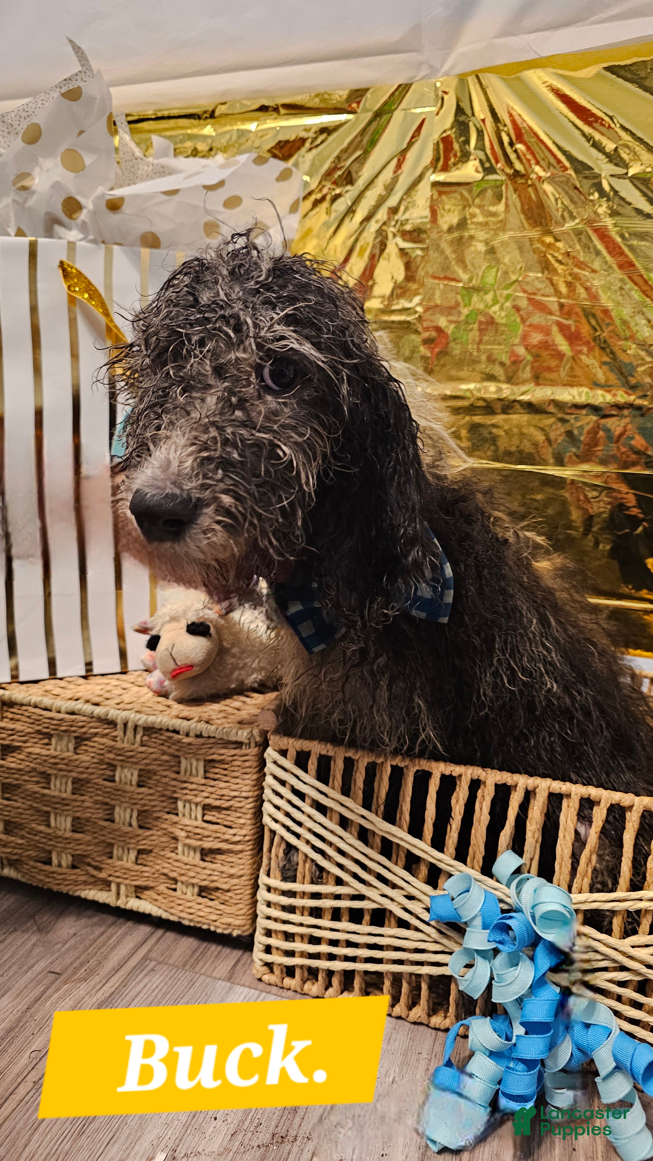 Mixed Breed dogs for sale: Buck  - Ad 1