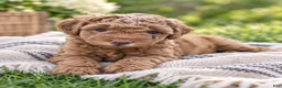 Mini Goldendoodle dogs for sale: Remi - Ad 2