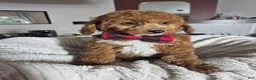 Mini Goldendoodle dogs for sale: Graham – Petite Mini F1BB Goldendoodle – Head StartGoldendoodle • Potty & Crate Trained - Ad 13