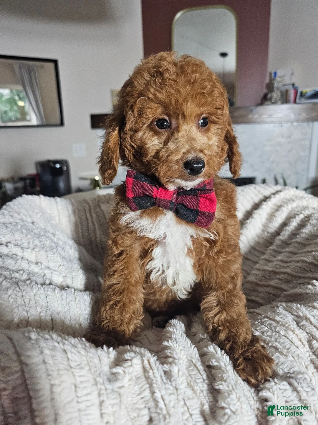 Mini Goldendoodle dogs for sale: Graham – Petite Mini F1BB Goldendoodle – Head StartGoldendoodle • Potty & Crate Trained - Ad 13