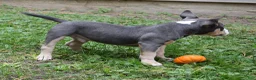 American Bully dogs for sale: American Bully 1 - Ad 3