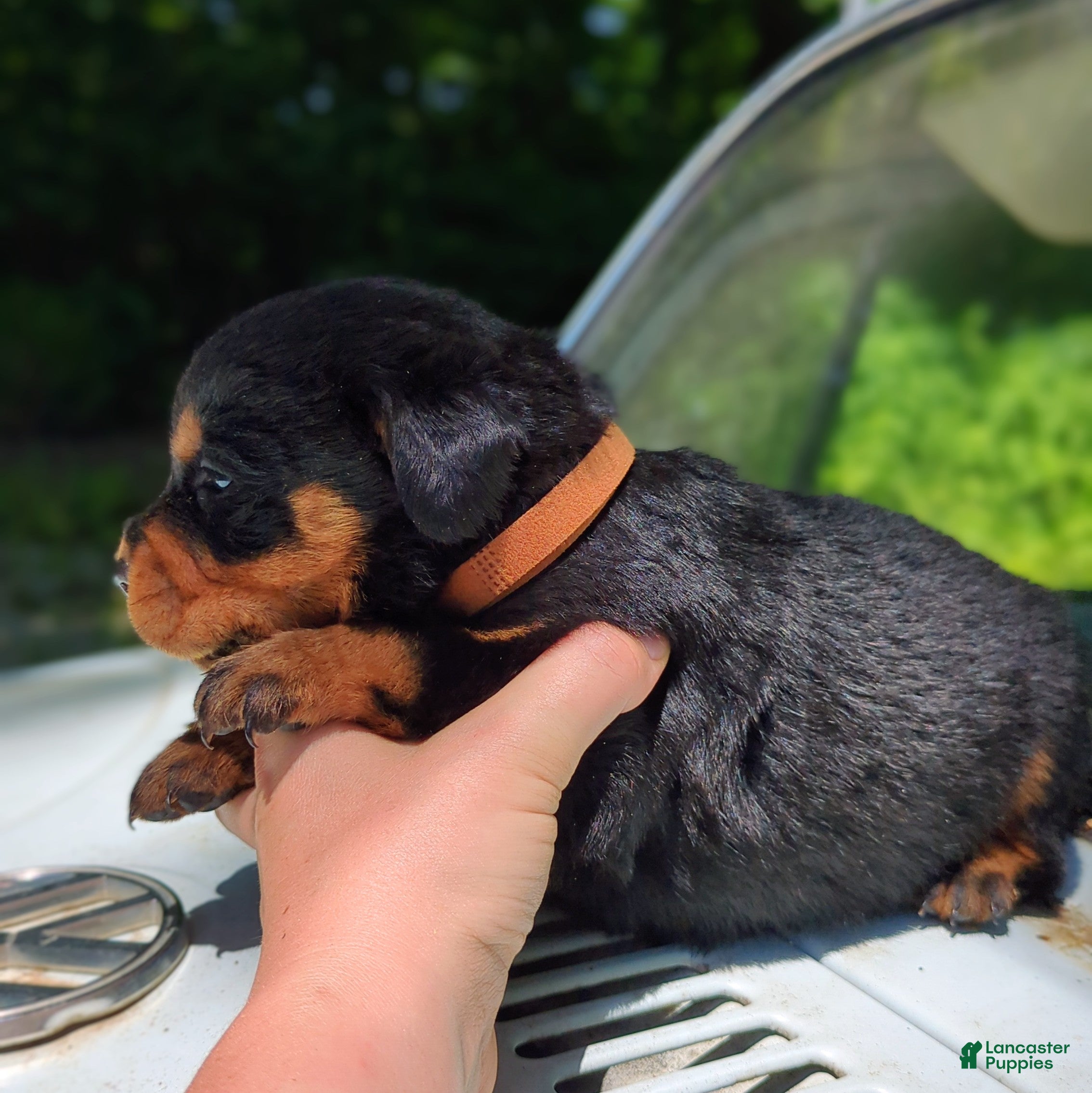 Rottweiler dogs Hemi - Ad 2