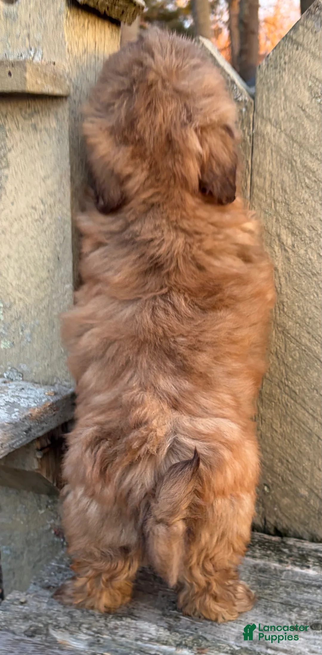 Shih Tzu dogs for sale: 💙 IN BOSTON MASSACHUSETTS AREA 💙 PUREBRED CHOCOLATE SHIH TZU 💙 ESTIMATED ADULT SIZE 10-12 LBS 💙 - Ad 7