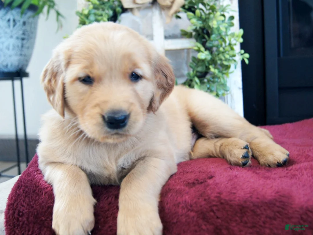 Golden Retriever dogs for sale: Rio - Ad 3