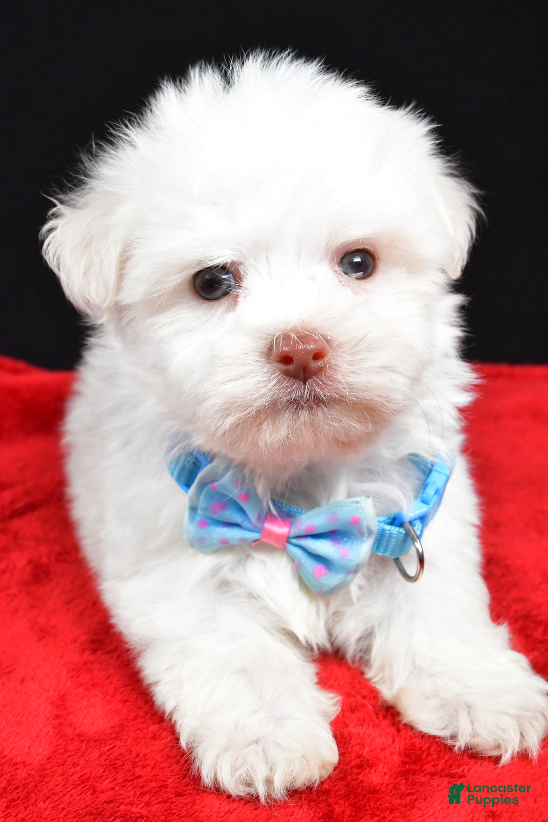 Havanese dogs for sale: Zach - Ad 4