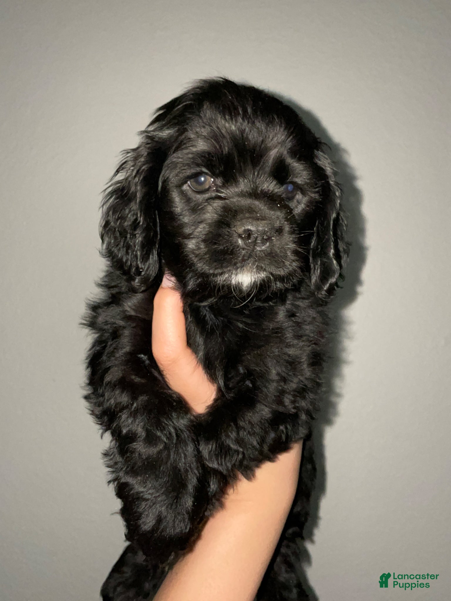Cocker Spaniel dogs Eleven  - Ad 19