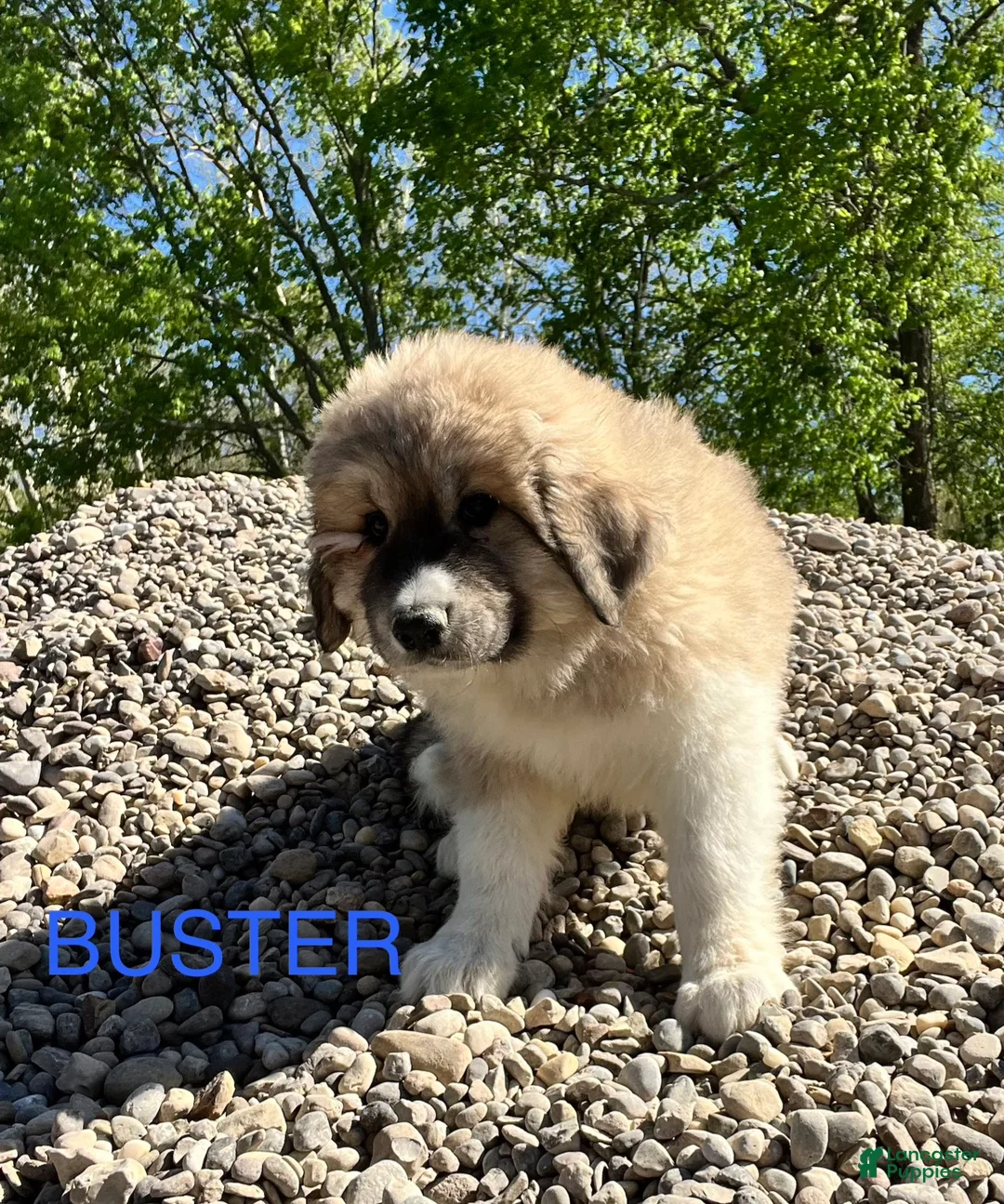 Great Pyrenees dogs for sale: Great Pyrenees Puppy 2 Buster - Ad 2