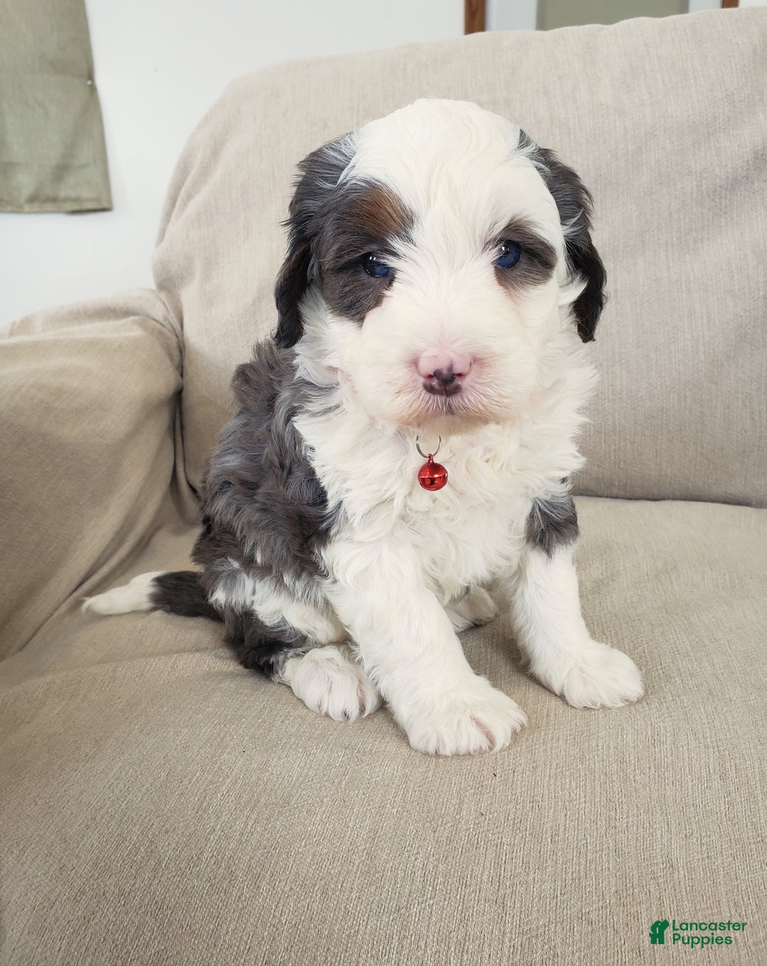 Mini Bernedoodle dogs for sale: Duke - Ad 6