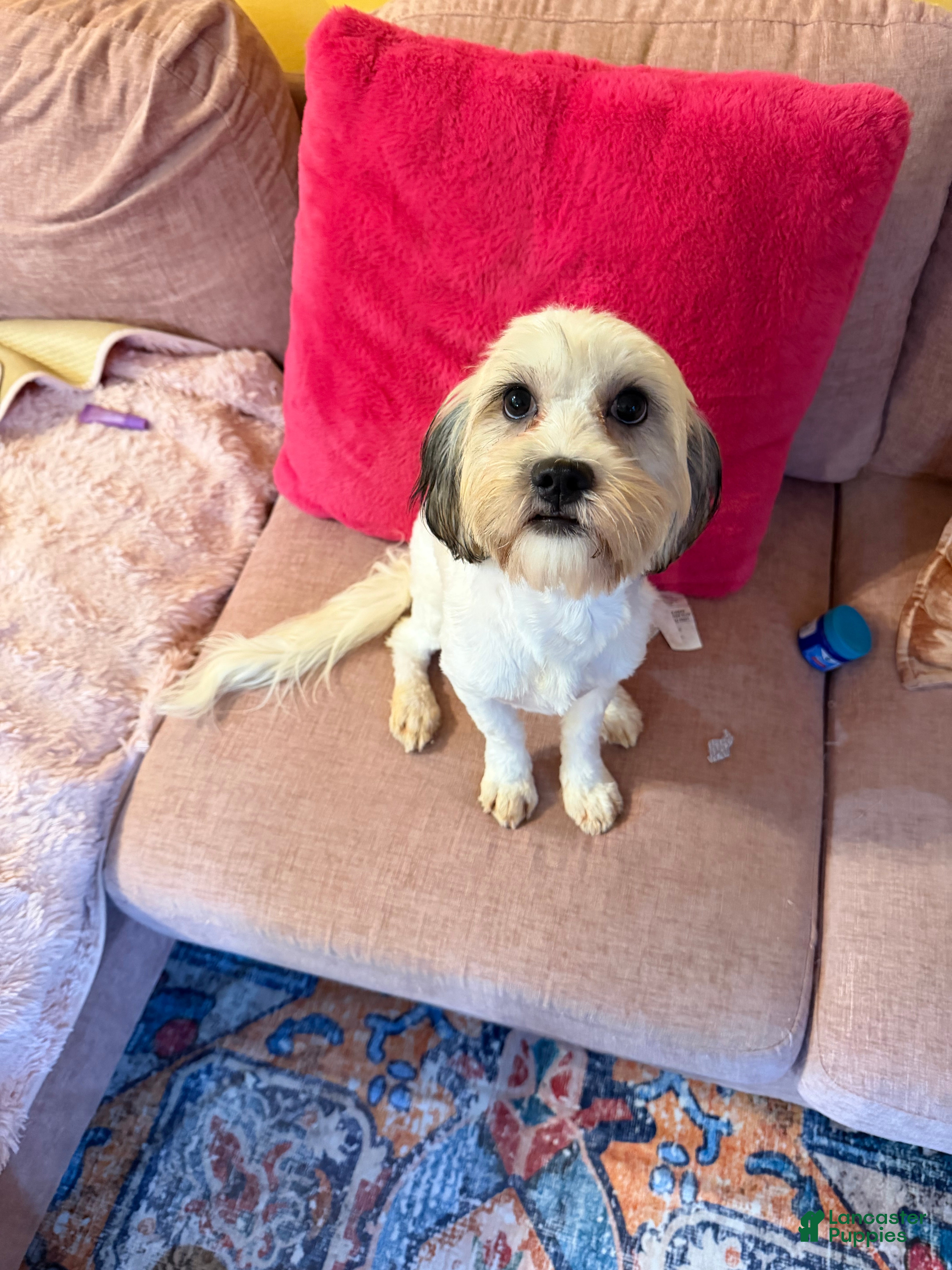 Mixed Breed dogs Mixed Breed Puppy 1 - Ad 2