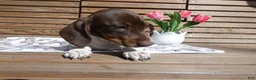 Miniature Dachshund dogs for sale: Miniature Dachshund 1 Poco - Ad 4