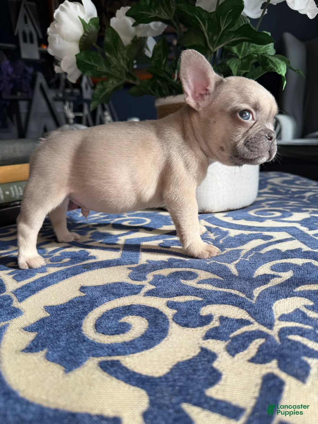 French Bulldog dogs for sale: French Bulldog Puppy 1 - Ad 3