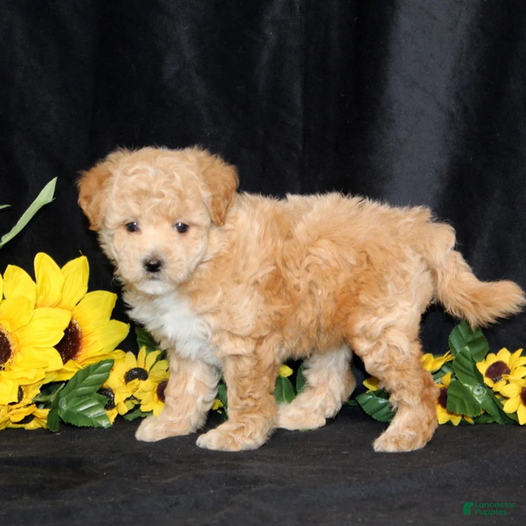 Bichpoo dogs for sale: Darling (TOY) - Ad 3