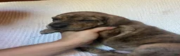 Great Dane dogs for sale: Winston - Ad 3