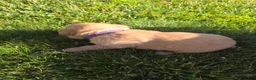 Labrador Retriever dogs for sale: Hazel 💜 Fox Red English Lab  - Ad 3