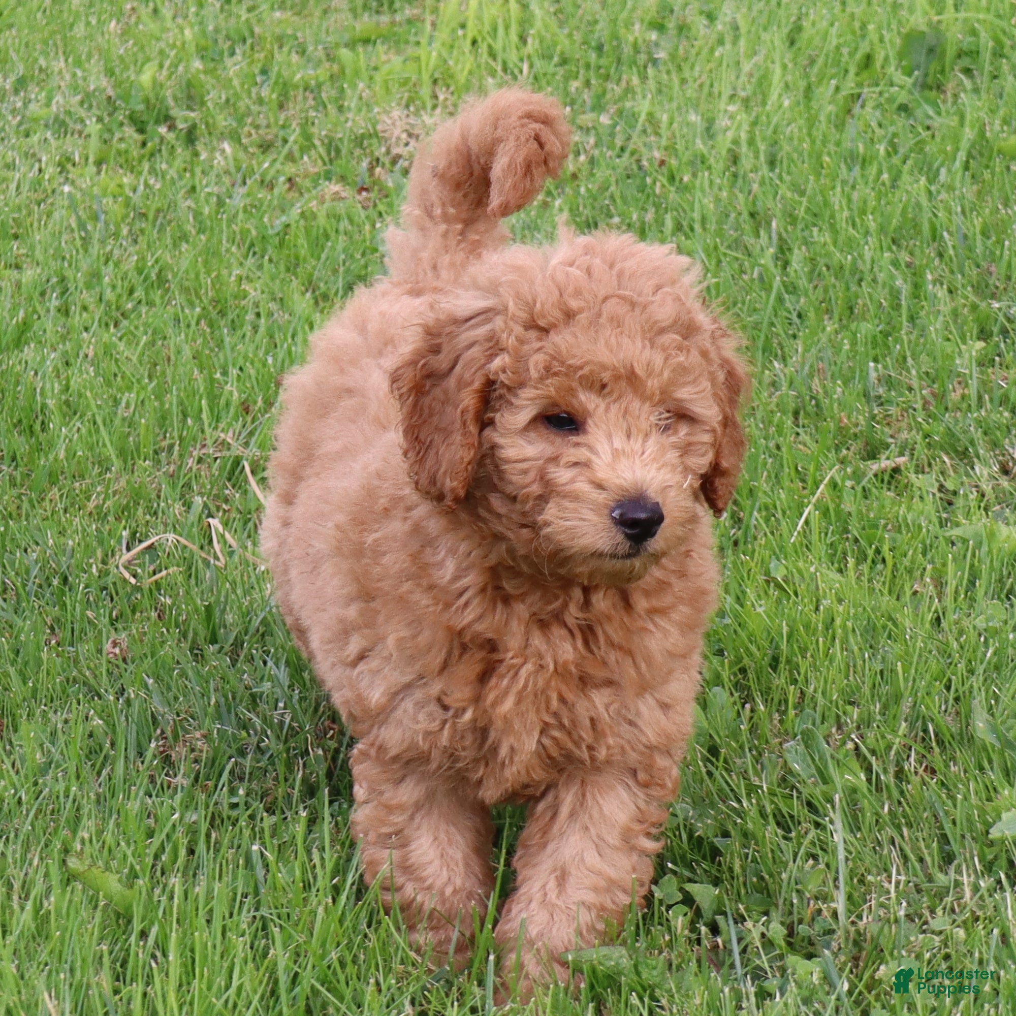 Mini Goldendoodle dogs Bobby - Ad 1