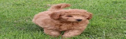 Mini Goldendoodle dogs for sale: Bella - Ad 13