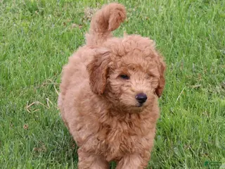 Mini Goldendoodle dogs for sale: Bobby - Ad 2