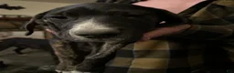 Mixed Breed dogs for sale: Scar - Ad 4
