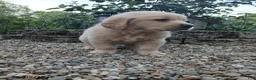 Golden Retriever dogs for sale: Rex - Ad 2