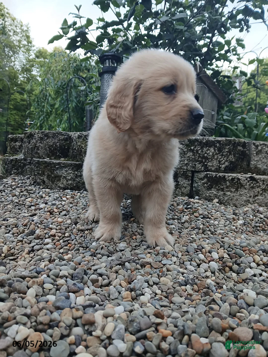 Golden Retriever dogs for sale: Rex - Ad 2