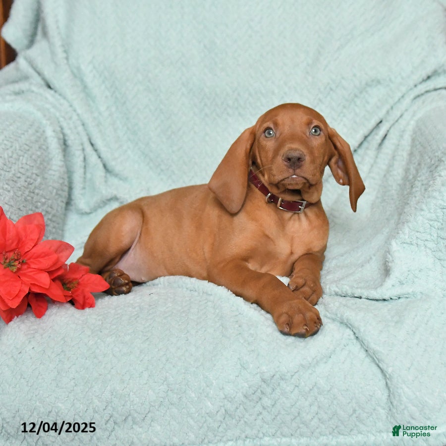 Vizsla dogs Riva - Ad 3