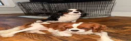 Cavalier King Charles Spaniel dogs for sale: princess - Ad 10