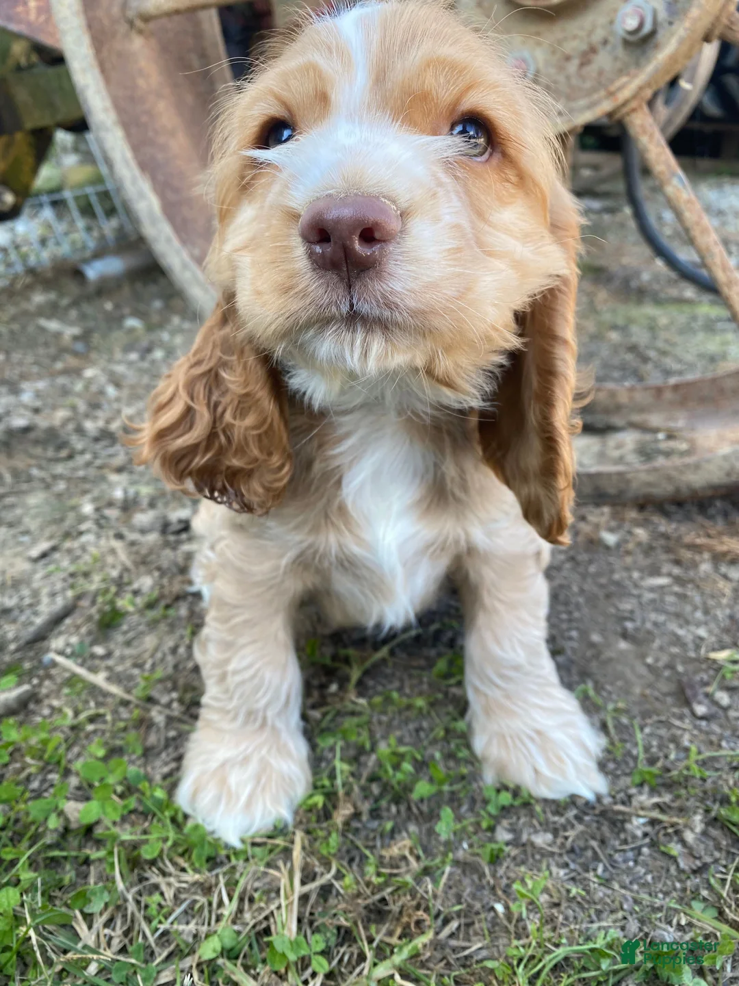 Cocker Spaniel dogs for sale: Joe - Ad 13