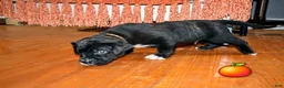Presa Canario dogs for sale: Mr Orange  - Ad 11