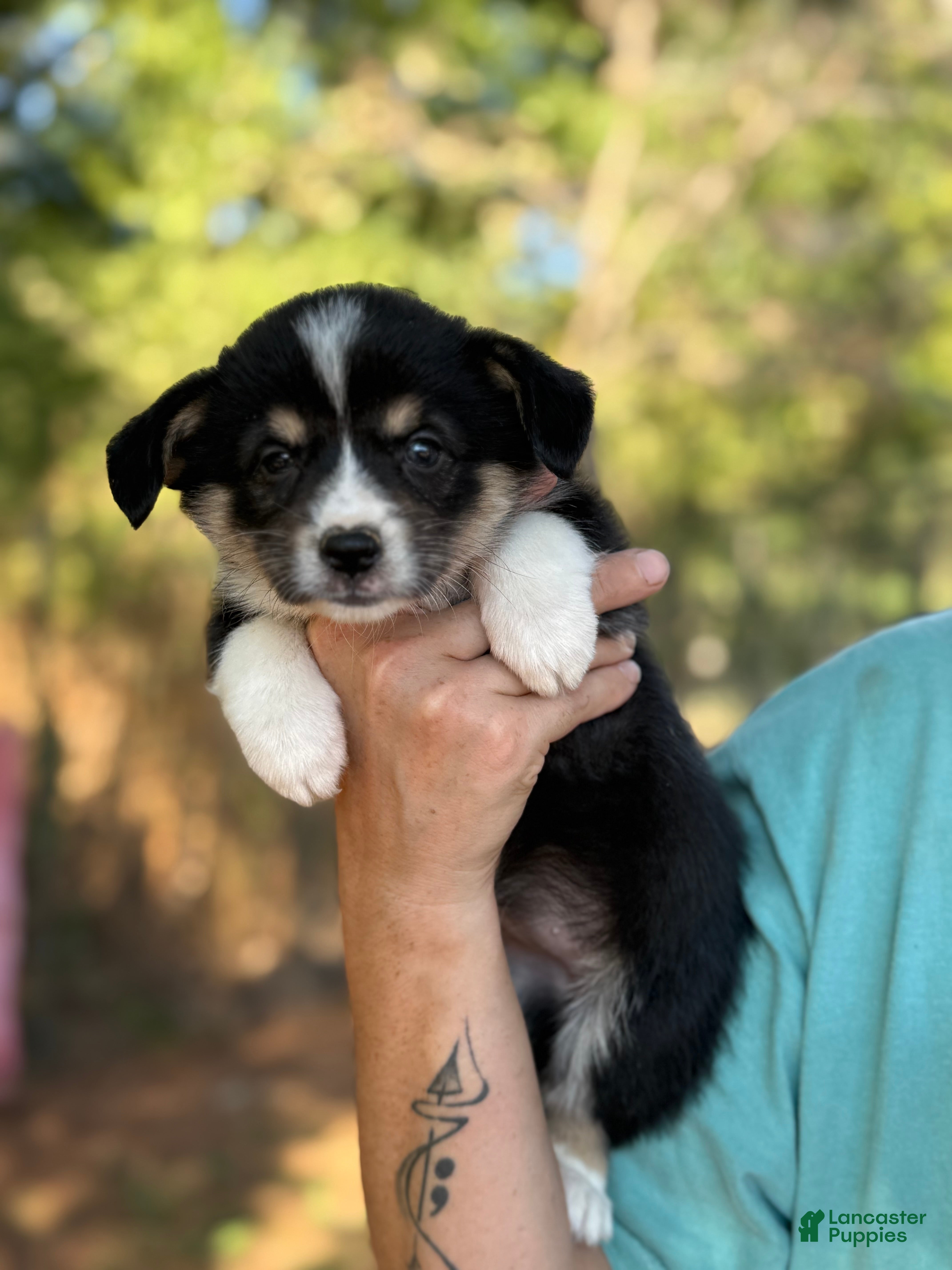 Mixed Breed dogs Black girl 2 - Ad 42