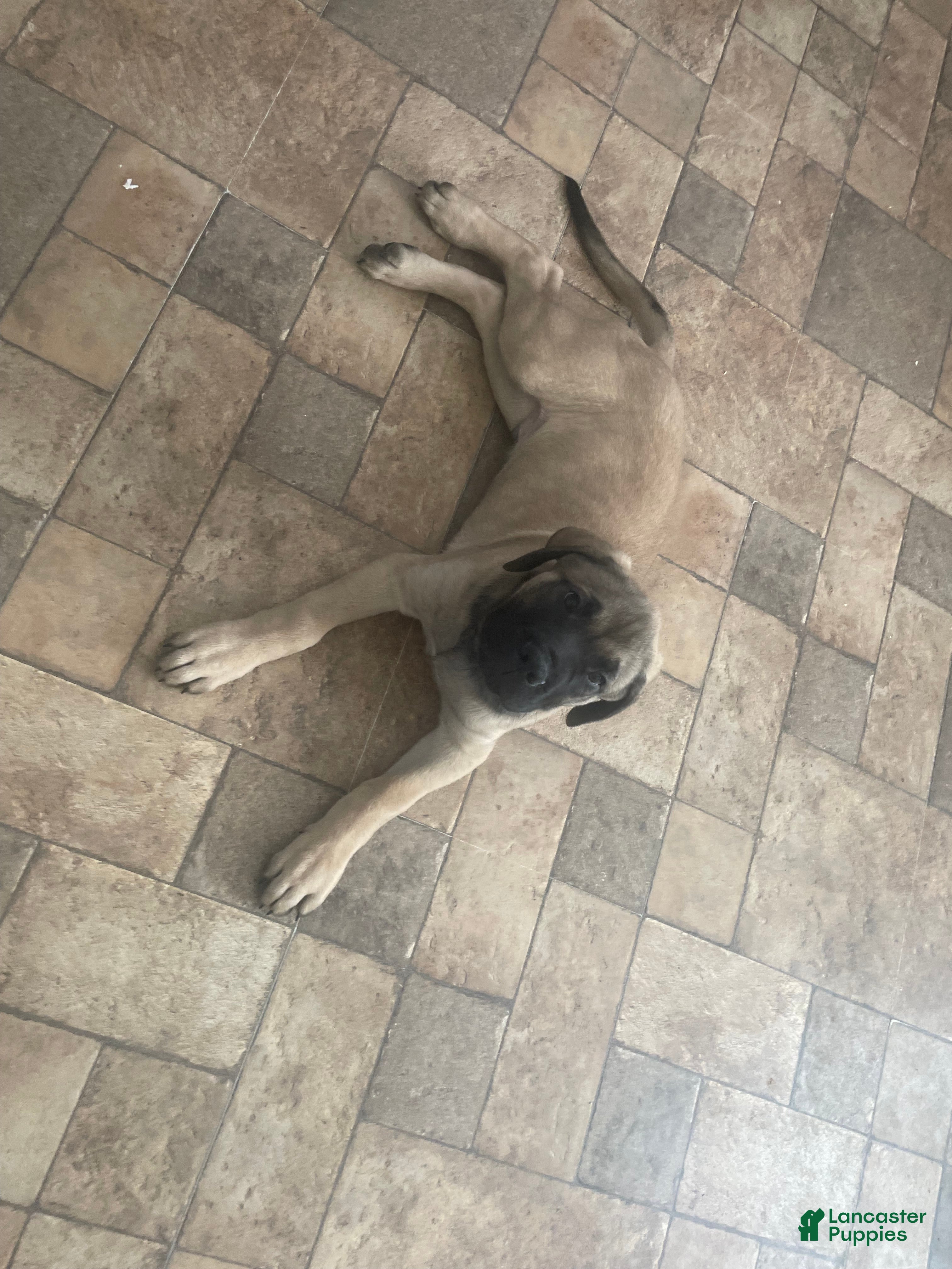 English Mastiff dogs English Mastiff Puppy 4 - Ad 14