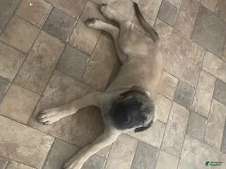 English Mastiff dogs English Mastiff Puppy 4 - Ad 21