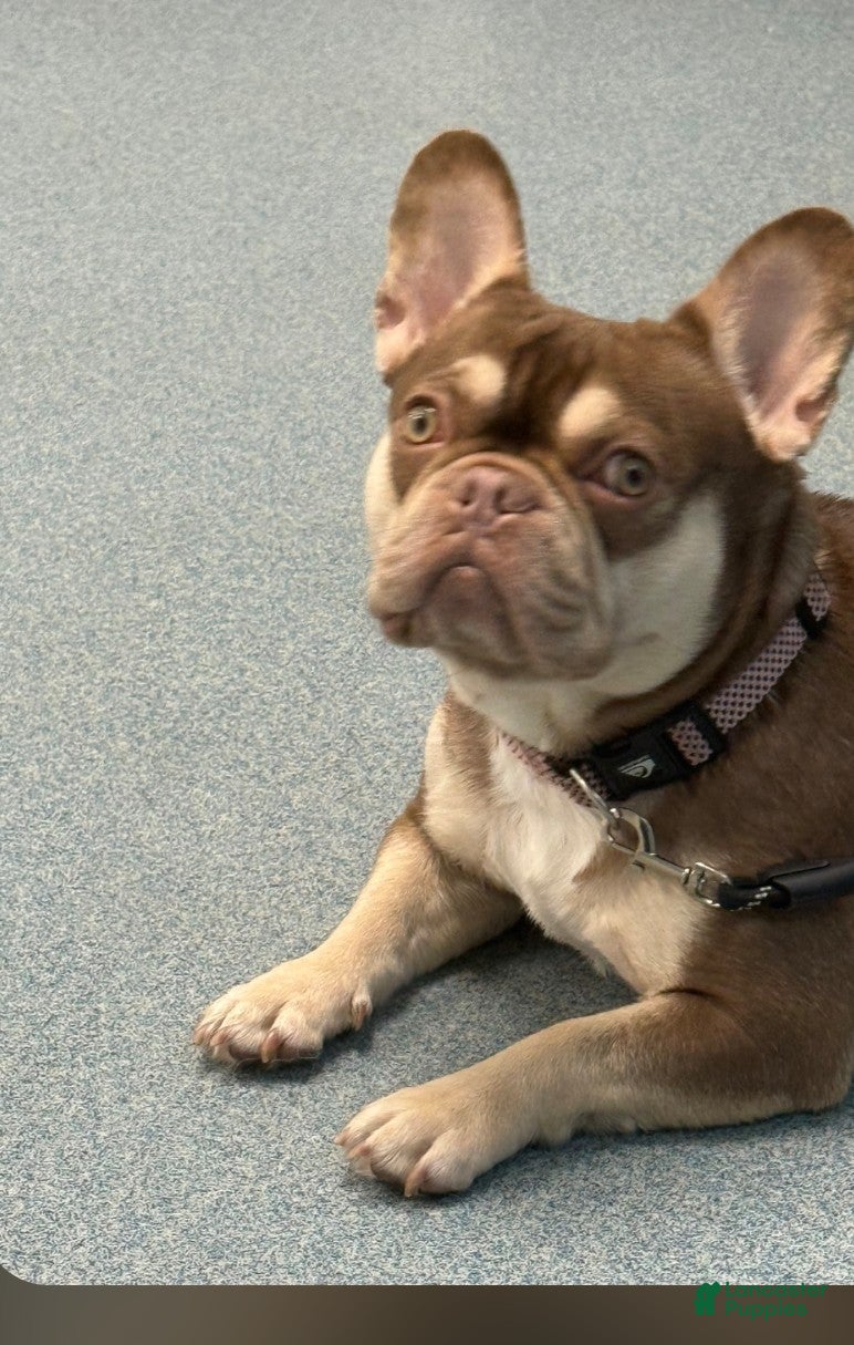 French Bulldog dogs Gabanna - Ad 2