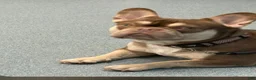 French Bulldog dogs for sale: Dolce - Ad 3