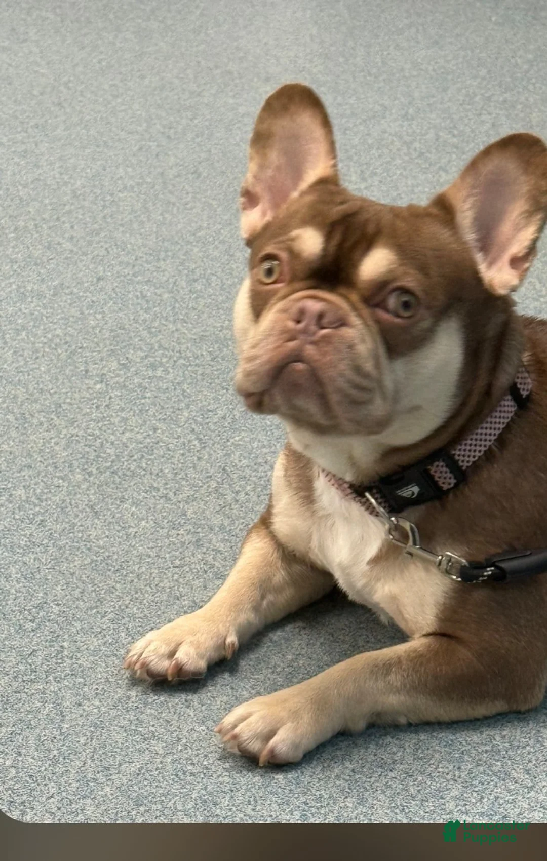 French Bulldog dogs for sale: Gabanna - Ad 2