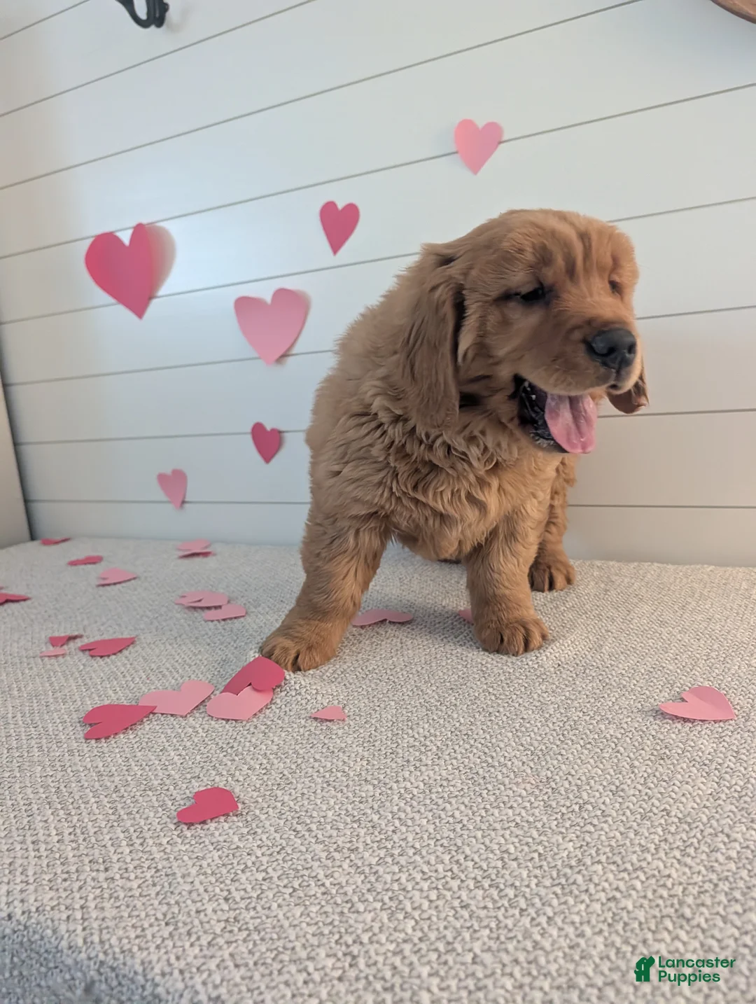 Golden Retriever dogs for sale: Duke  - Ad 16