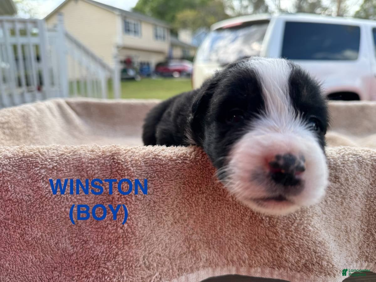 Border Collie dogs Winston - Ad 7
