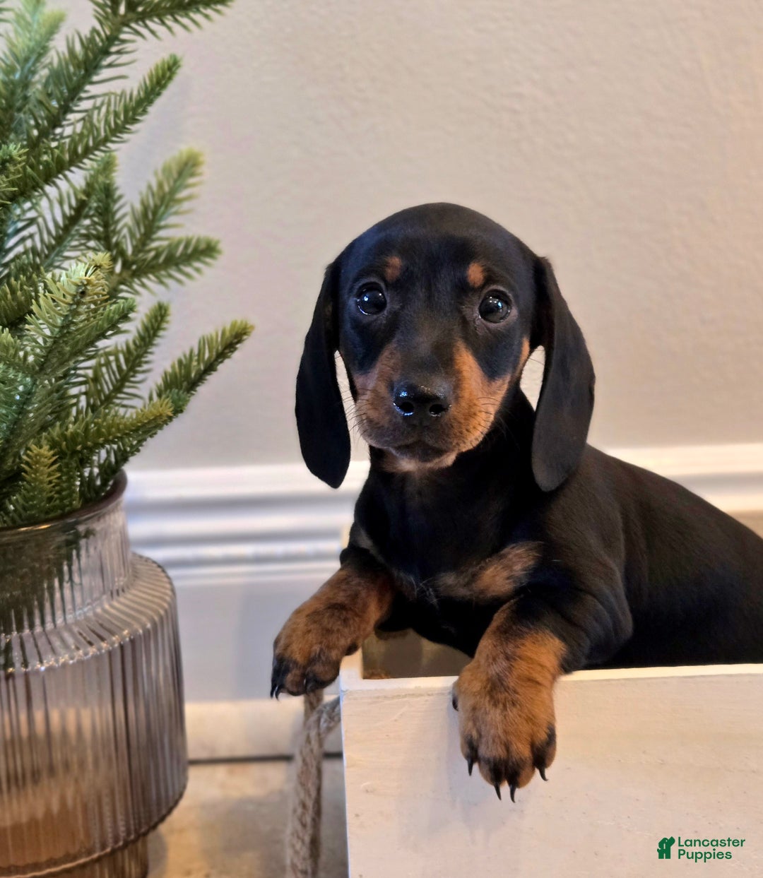 Dachshund dogs for sale: Nova - Ad 1