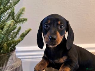 Dachshund dogs Nova - Ad 40