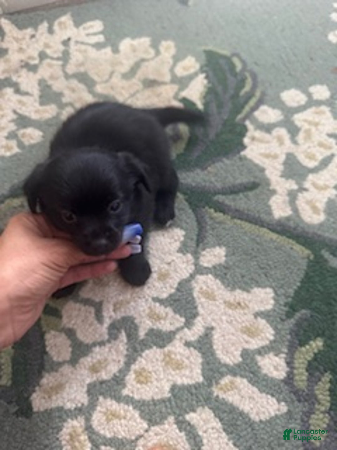 Mixed Breed dogs for sale: Mixed Breed Puppy 2 - Ad 1