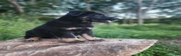 German Shepherd dogs for sale: Trek - Ad 9